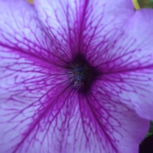 Purple Me Beautiful